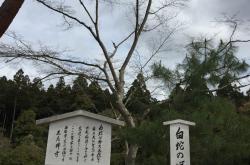 开云体育在线-大阪樱花重回胜利轨道，进一步巩固领先地位